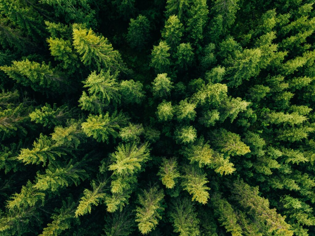 Aerial view of a green forest